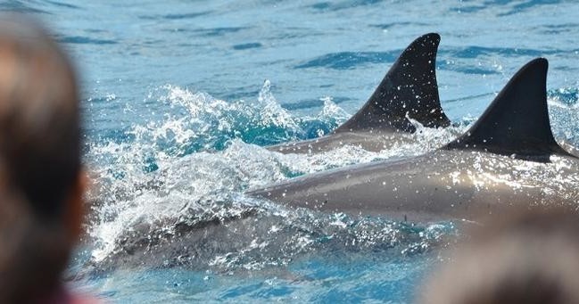 Dolphin Excursion